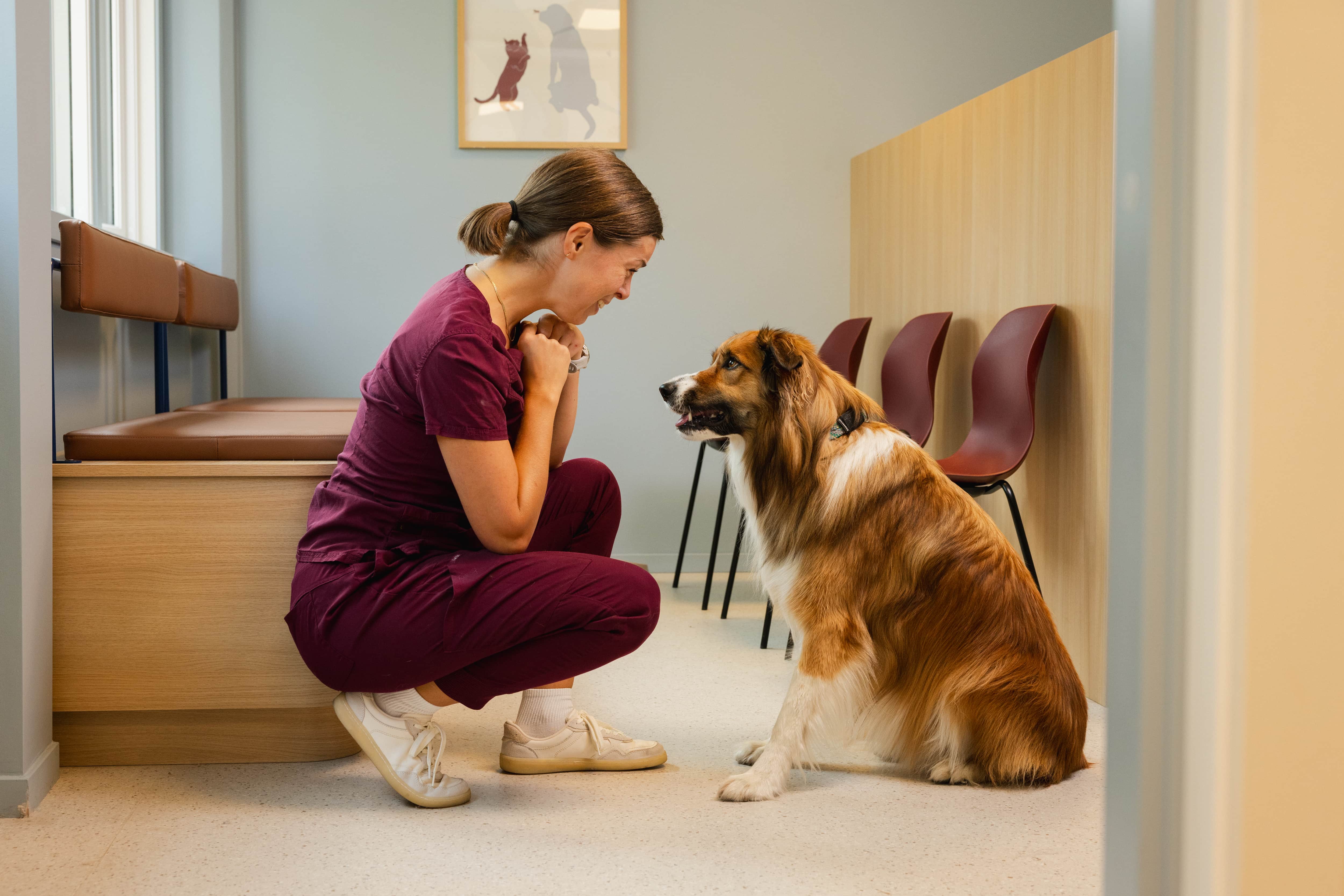 Veterinær på Petrus klinikk hilser på en hund i venterommet
