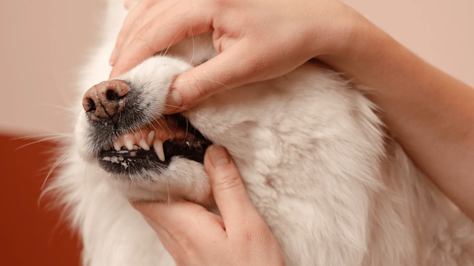 Tannrens hos Petrus Veterinærer